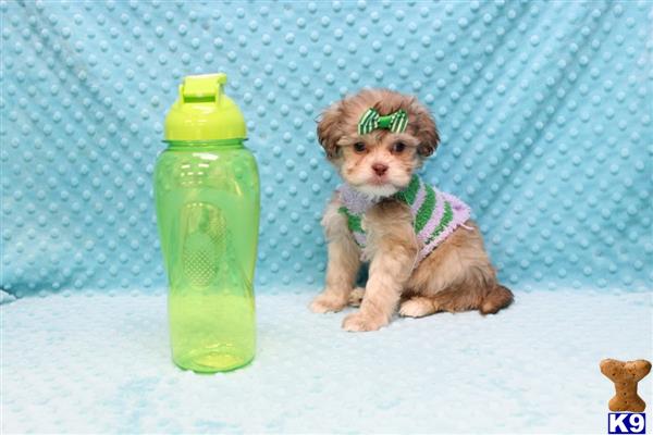 CMPuppyHeaven Picture 3